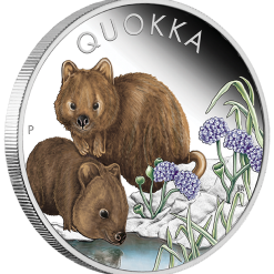 23q63aaa-2023-australian-quokka-