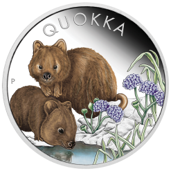 23Q63AAA-2023-australian-quokka-